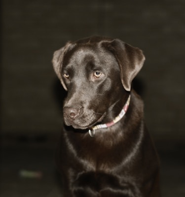 A chocolate Labrador Retriever with a shiny, dark brown coat is looking to the side. The dog wears a collar and is set against a plain, dark background, creating a subtle contrast.