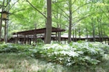 A serene garden with lush green foliage and tall trees providing shade. A wooden pergola is visible among the trees, creating a walkway through the natural setting. The light filtering through the leaves creates a peaceful, dappled effect on the ground.