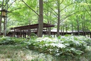A serene garden with lush green foliage and tall trees providing shade. A wooden pergola is visible among the trees, creating a walkway through the natural setting. The light filtering through the leaves creates a peaceful, dappled effect on the ground.