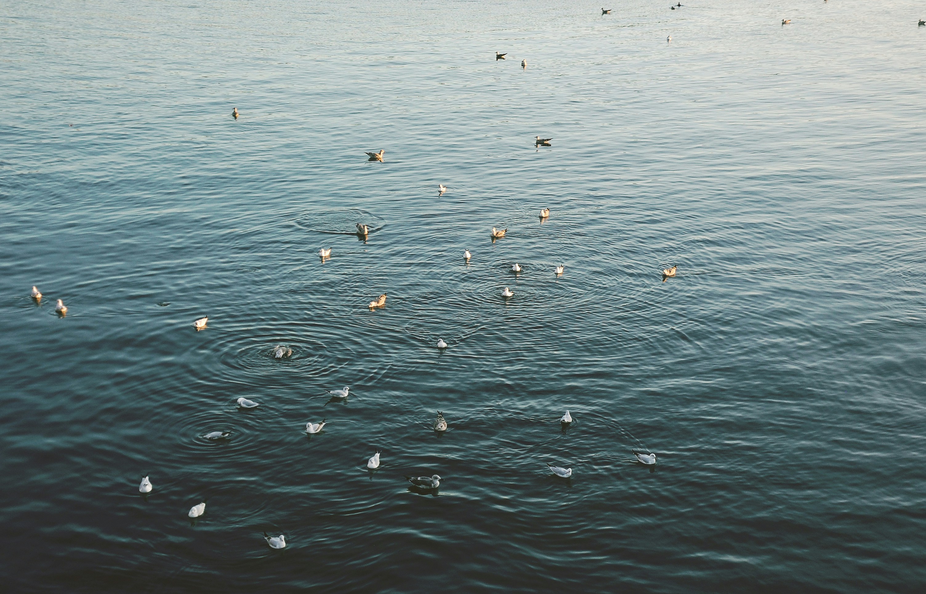 Photo by diogopalhais