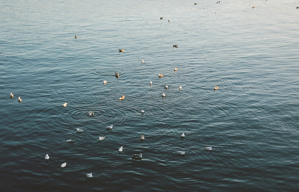 Pájaros blancos y grises en el cuerpo de agua