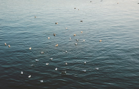 white and gray birds on body of water in Foz do Douro Portugal