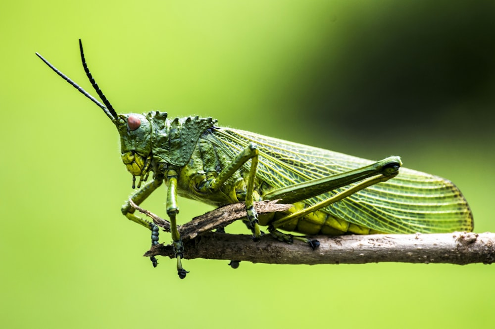 Fotografia de foco seletivo de inseto verde