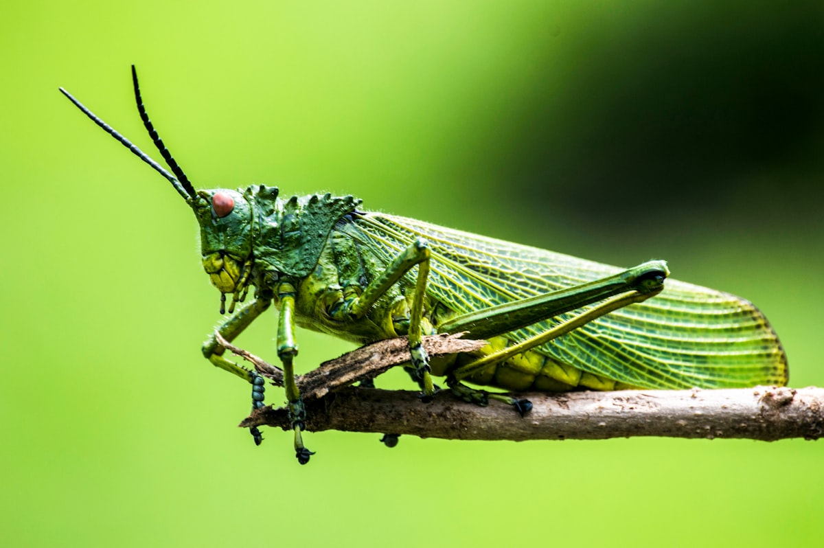 Grasshopper: The Leaping Acrobat