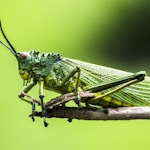 selective focus photography of green insect