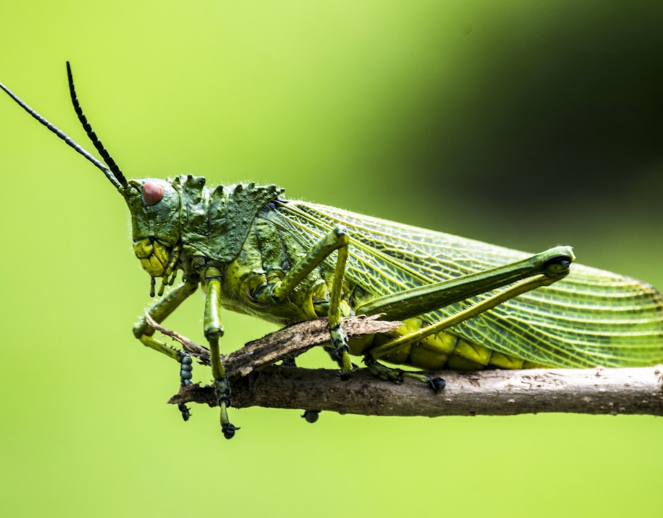 selective focus photography of green insect