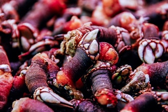 closeup photo of brown animals claws