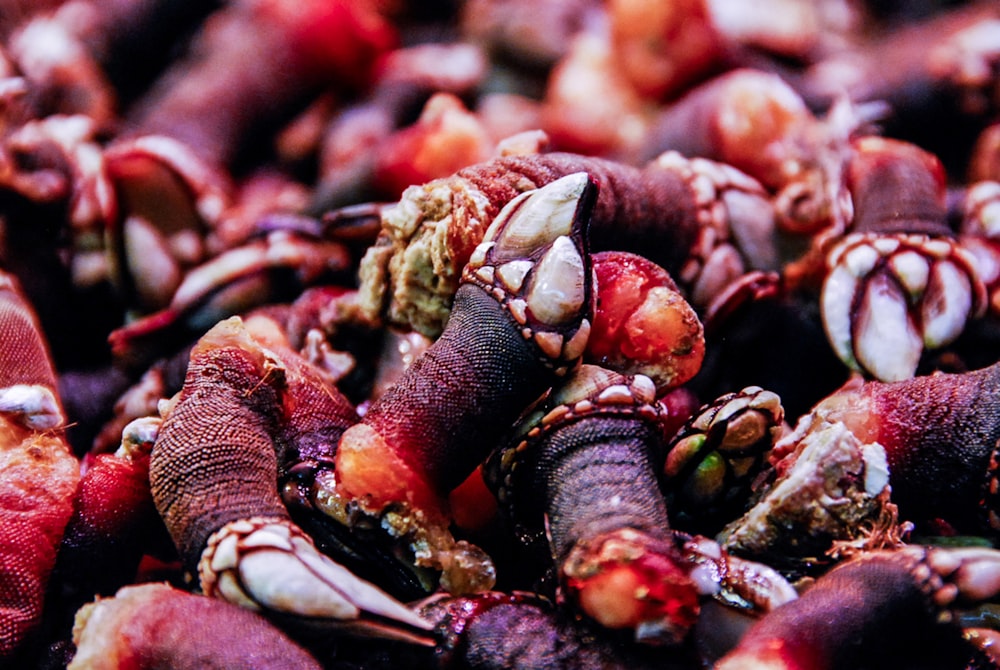 closeup photo of brown animals claws