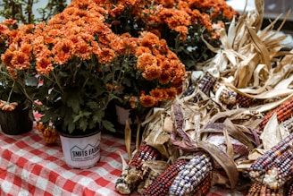 A display of vibrant orange chrysanthemums in pots alongside colorful ears of decorative corn with dried husks, set on a red and white checkered tablecloth.