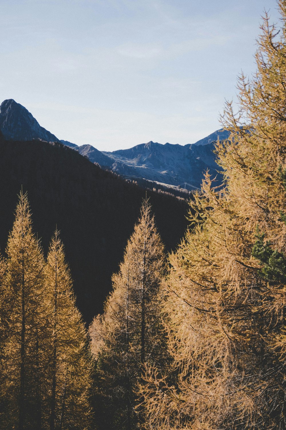 brown pine tree near mountain under white sky during daytime