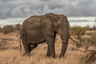 elephant surrounded by grass