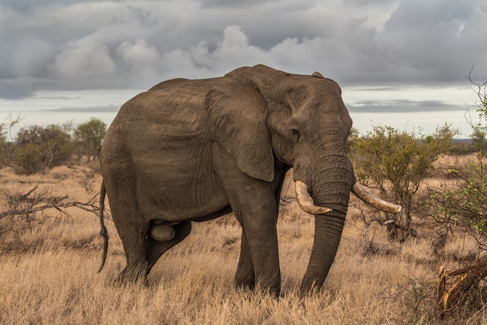 éléphant entouré d’herbe