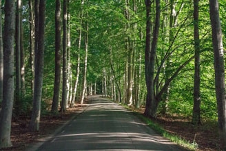 gray concrete road surrounded with trees