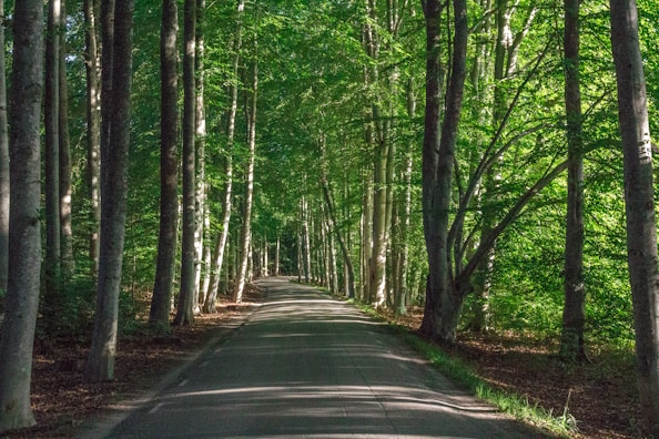 gray concrete road surrounded with trees