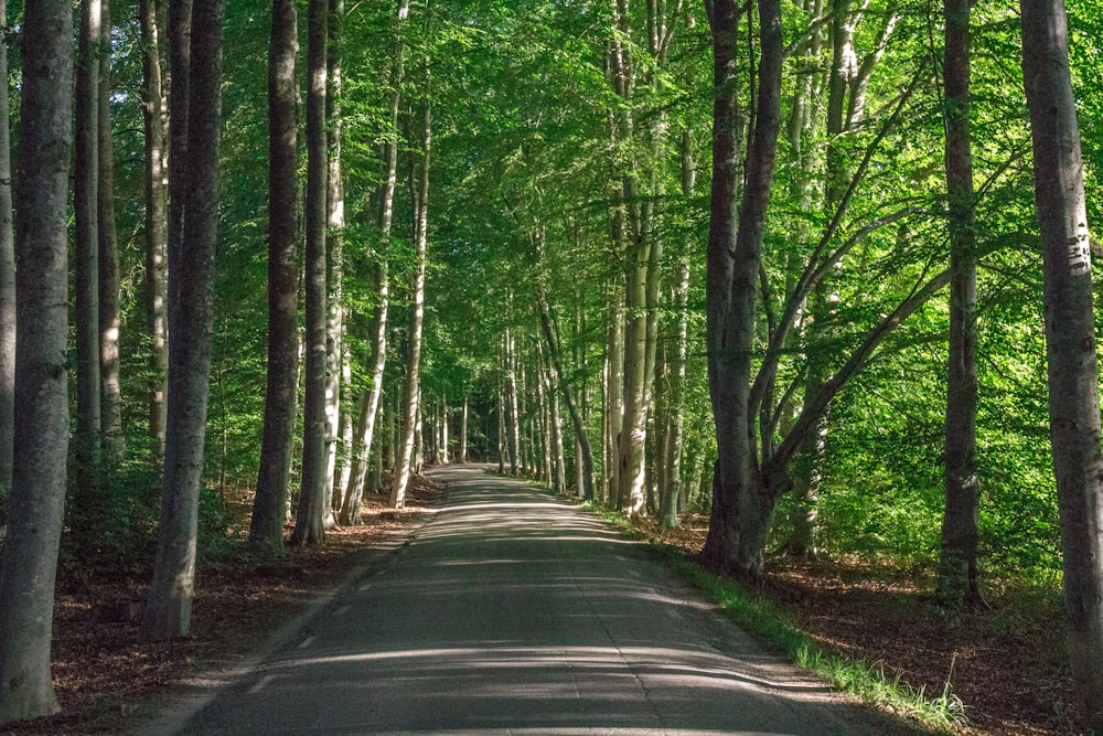 木々に囲まれた灰色のコンクリート道路