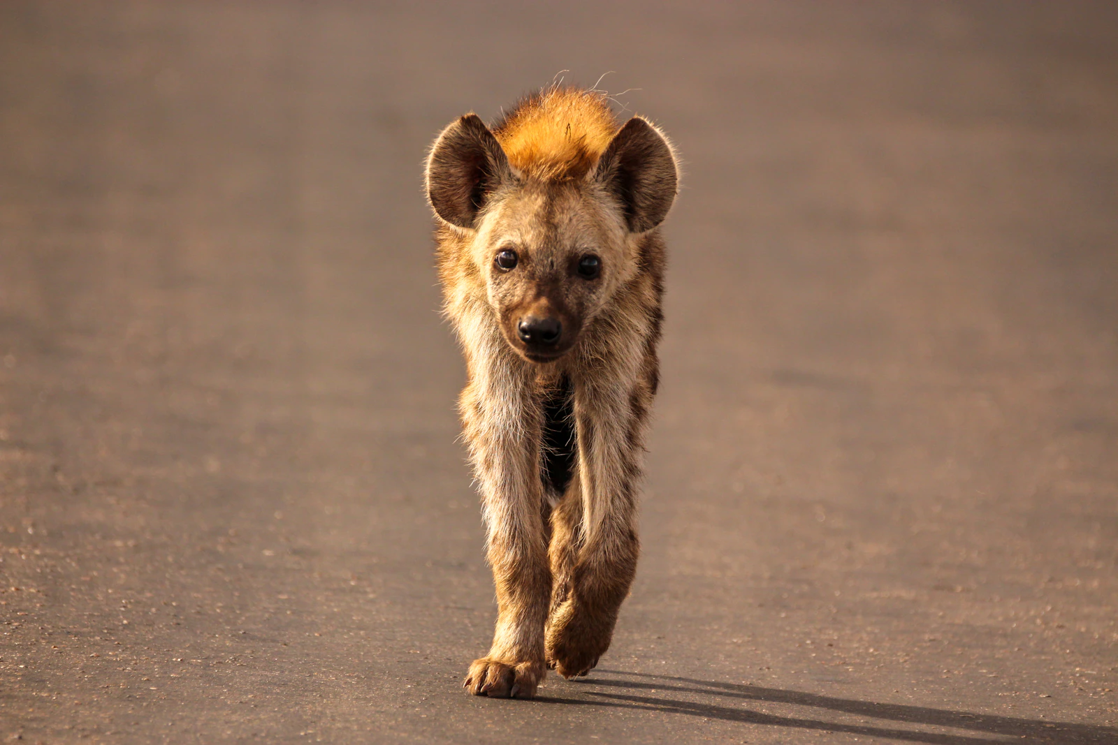 Safari image 1