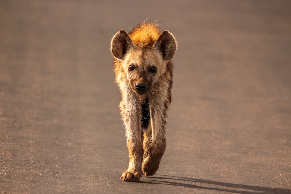 Hyena walking on road