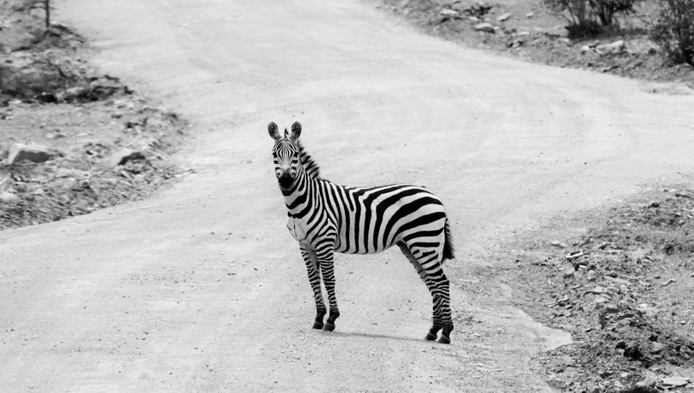 Zebra steht tagsüber auf der Straße