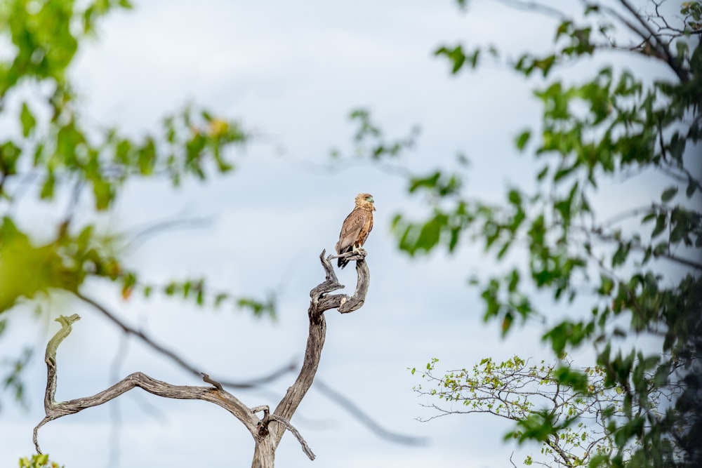 landscape photography of bird on tree branch