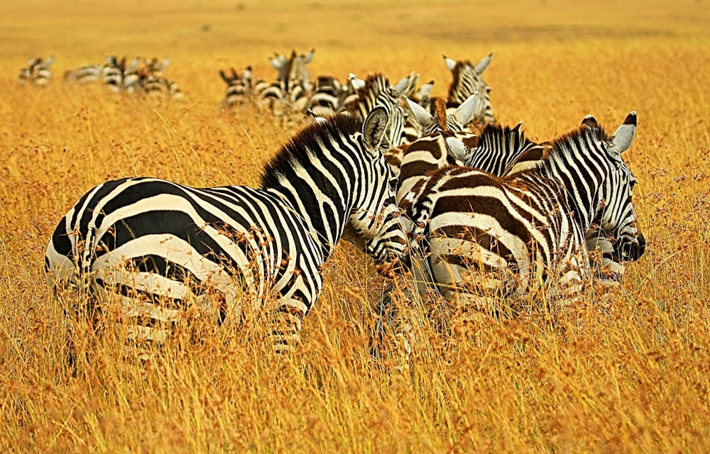 herd of zebra on grassland during daytime