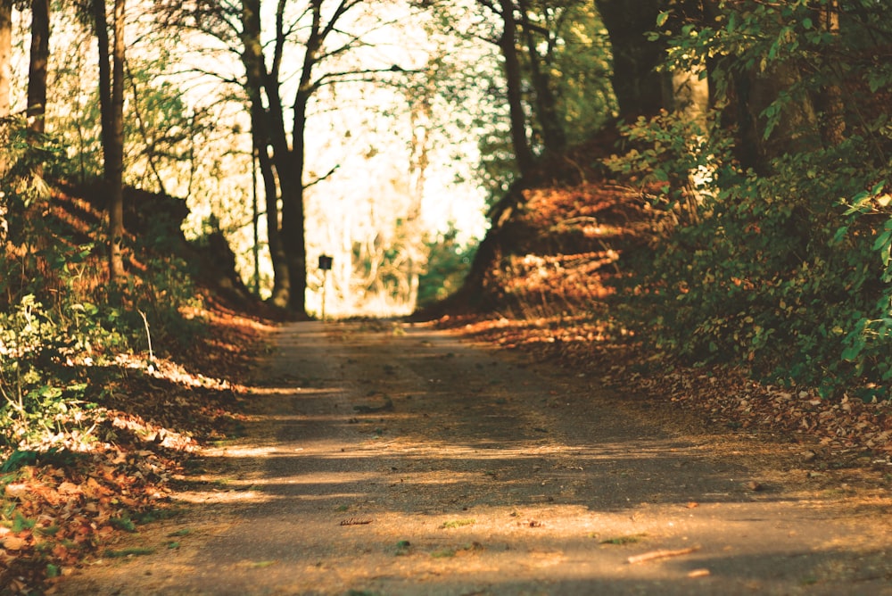 brown road surrounded with trees