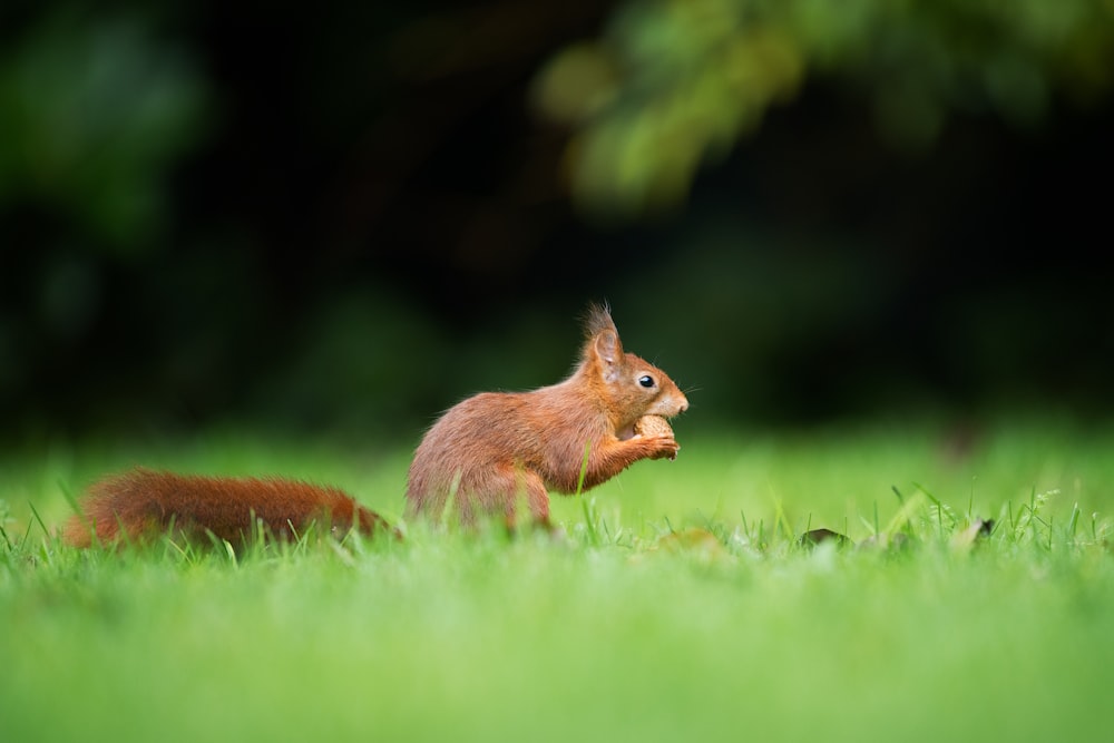Braunes Eichhörnchen frisst tagsüber Nüsse