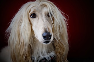 adult long-coated yellow dog