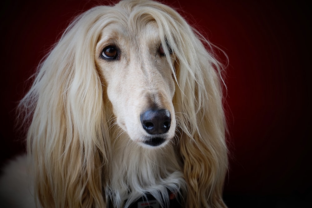 Perro amarillo adulto de pelo largo