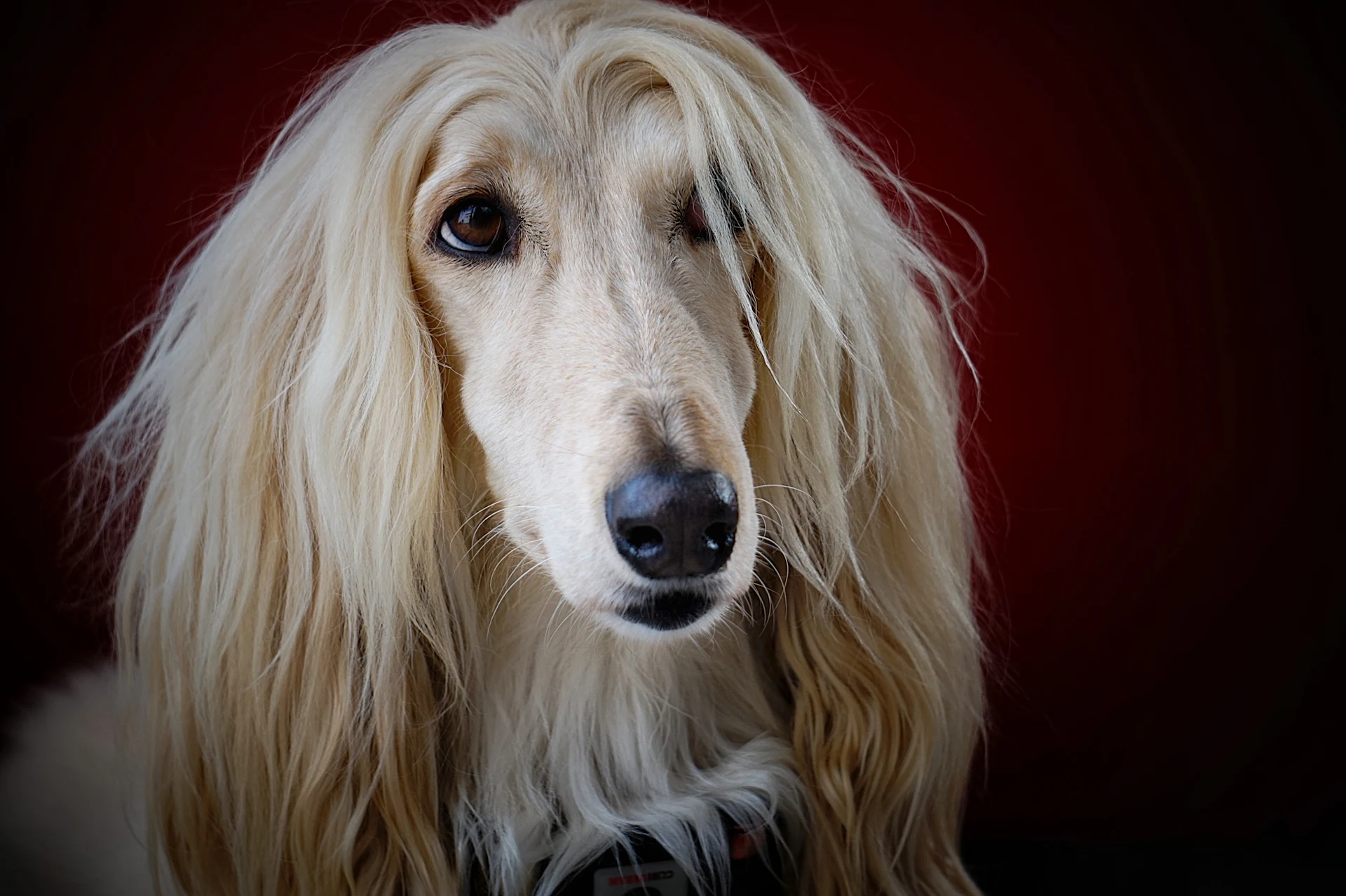 An Afghan Hound