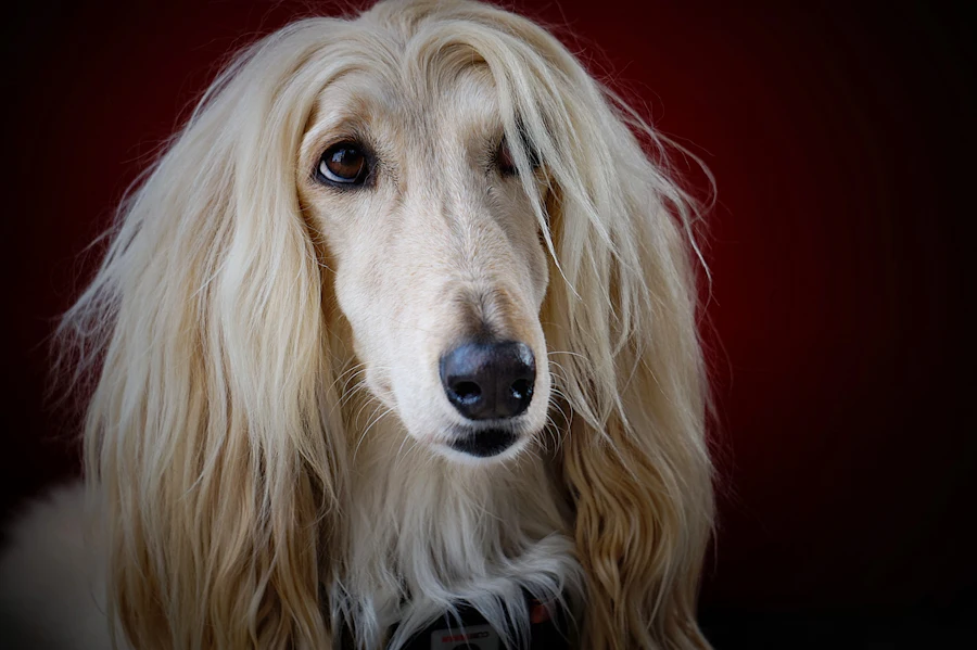 Ritratto di un cane dal pelo lungo e chiaro