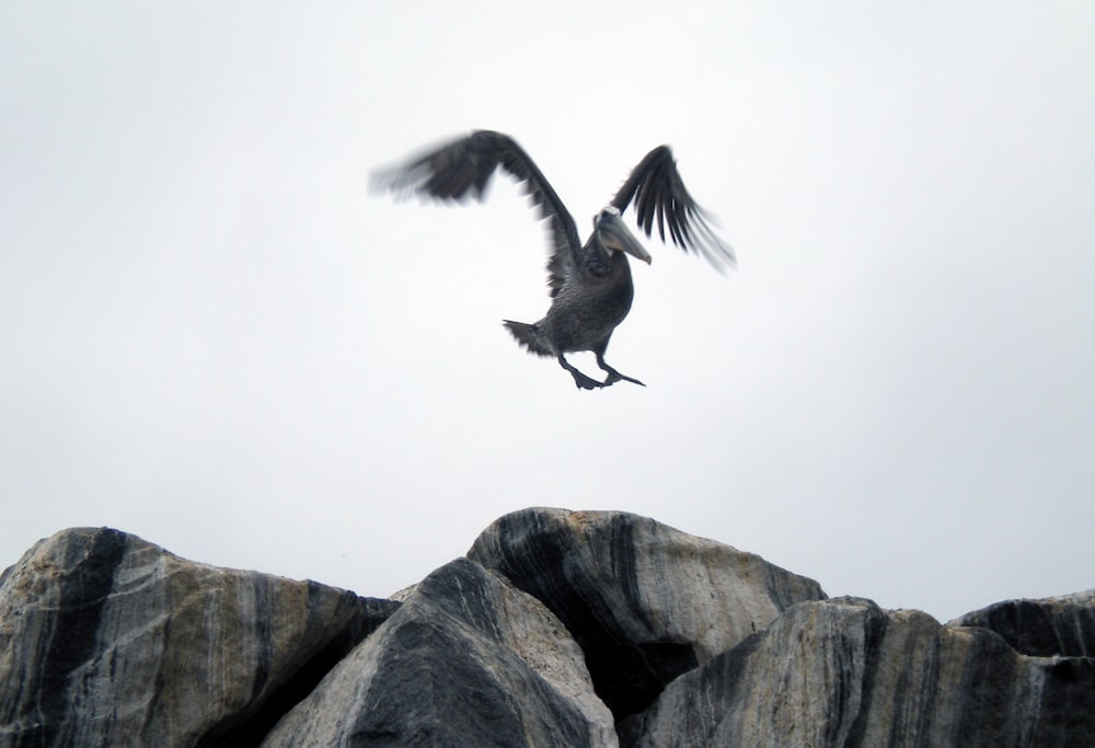 bird flying above rocks
