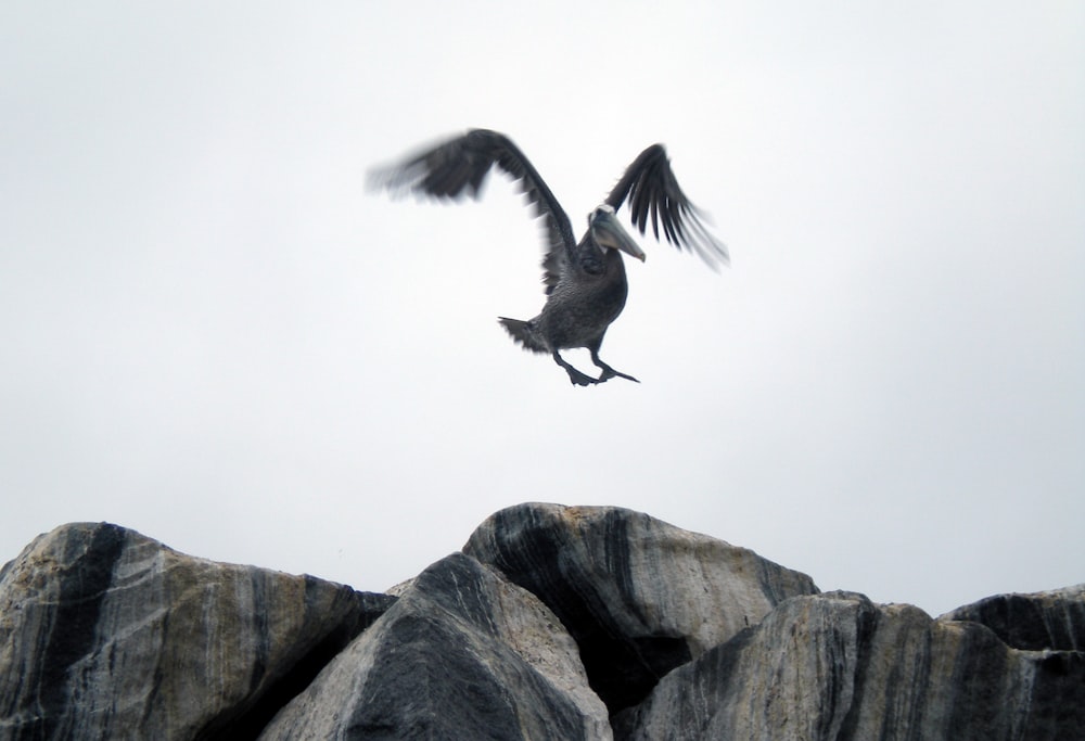 uccello che vola sopra le rocce