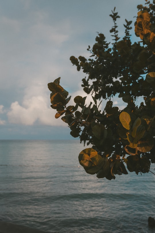 brown leaf tree in Negril Jamaica