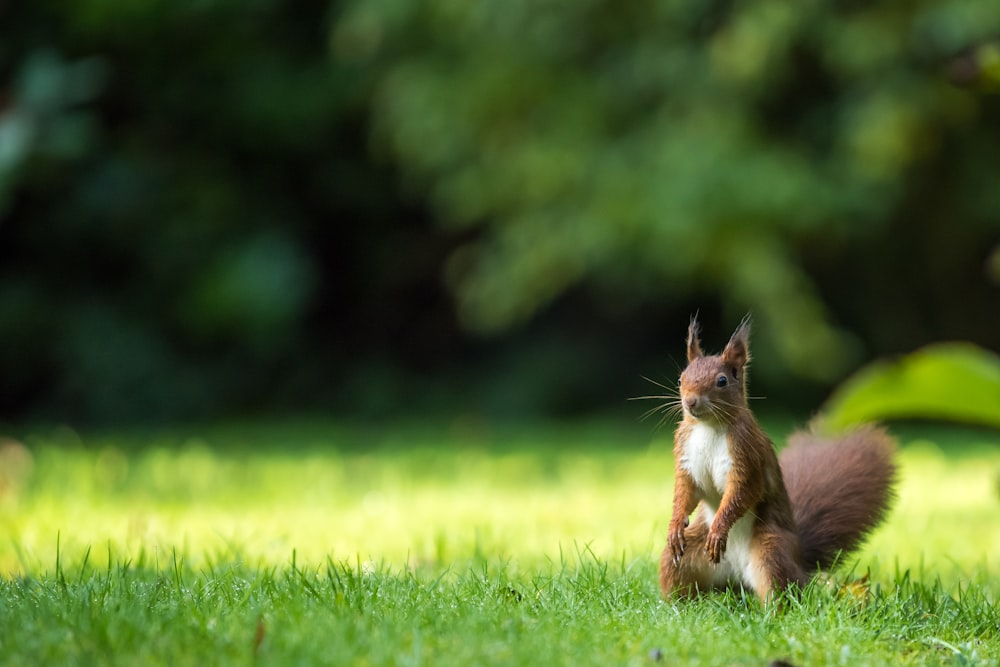scoiattolo marrone sul prato dell'erba verde