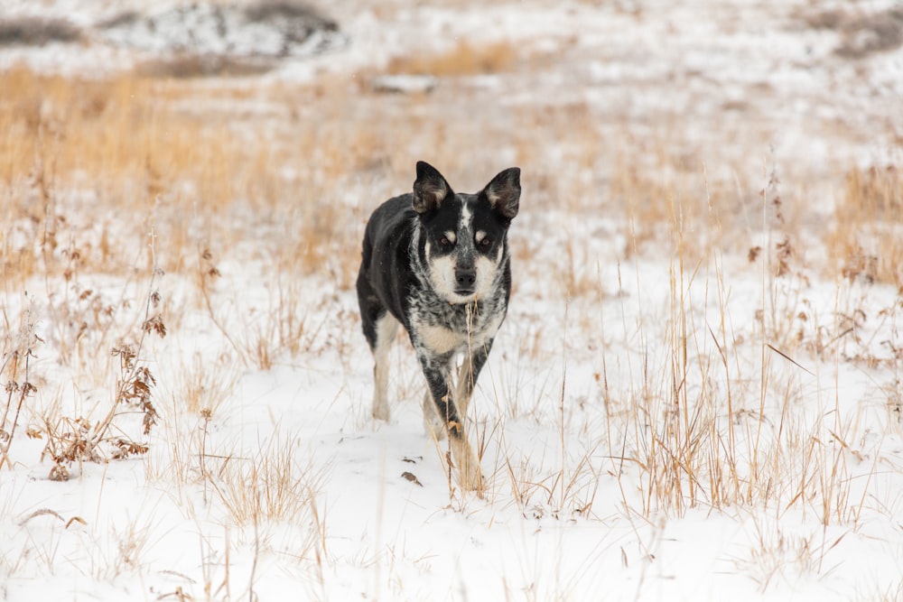 Hund spazieren gehen bei Schnee bedeckt