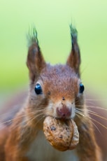 focus photo of squirrel bating a brown walnut
