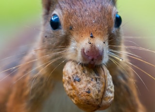 focus photo of squirrel bating a brown walnut