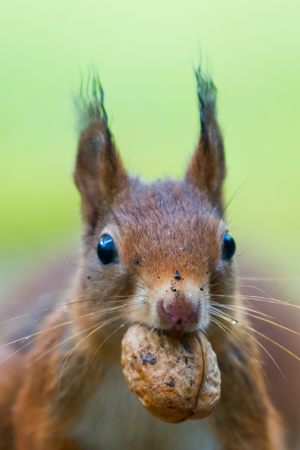 Foto de foco de esquilo batendo uma noz marrom