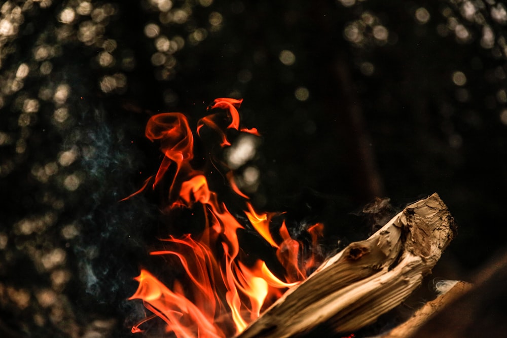 close up photograph of bonfire