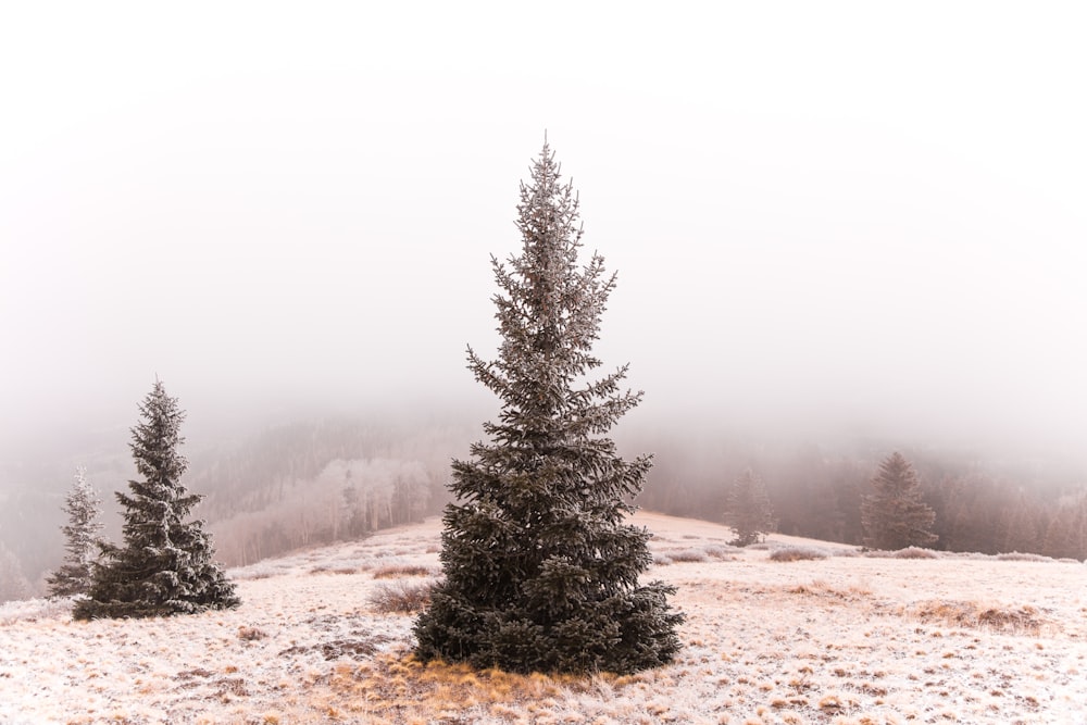 green leafed tree under gray sky