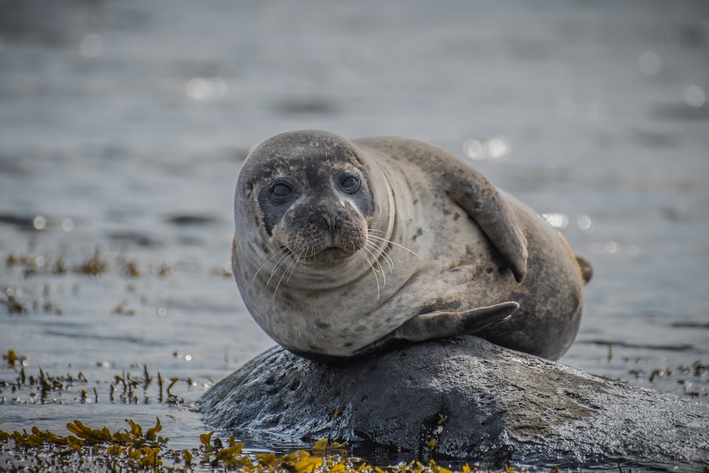 sealion on top of rock