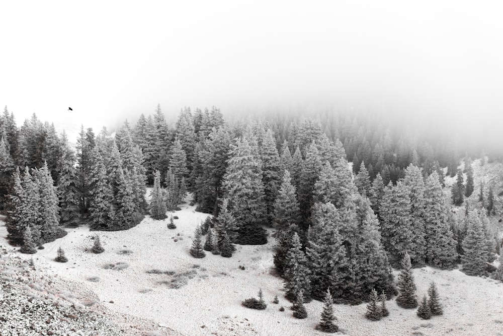 snowed forest