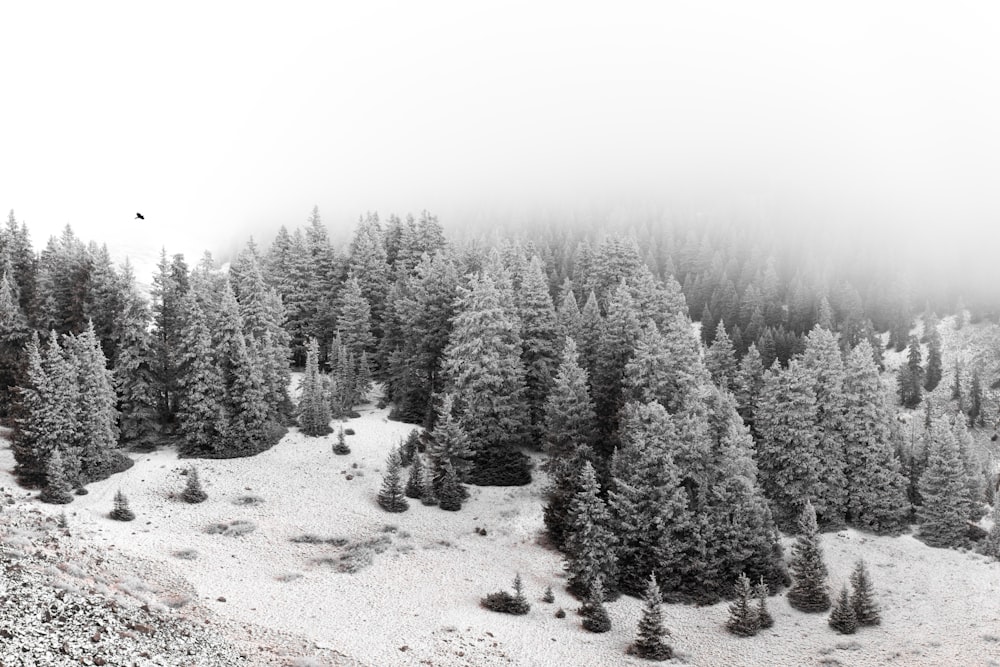 floresta nevada