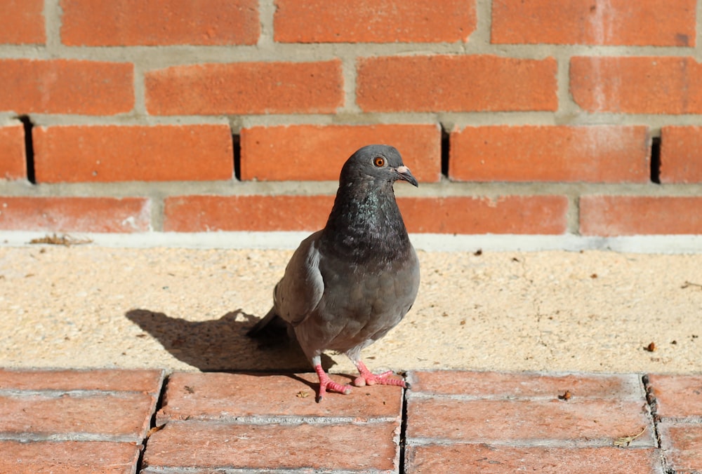 Pigeon noir sur briques de béton brun