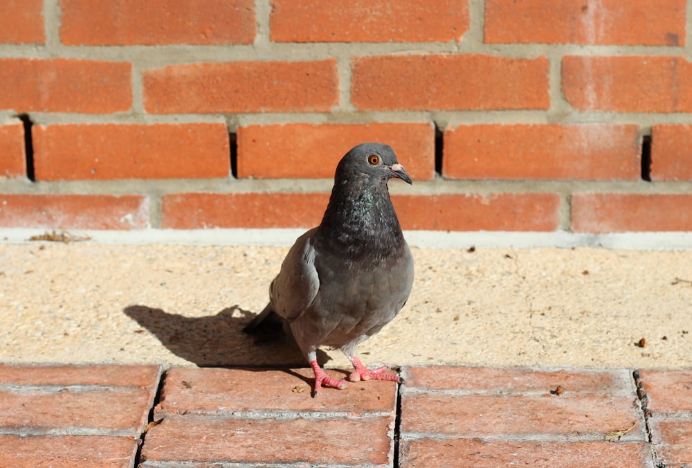 black pigeon on brown concrete bricks