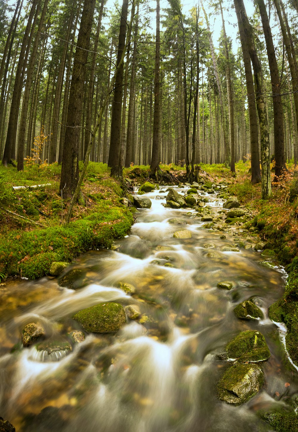 landscape photography of river and green leaf trees