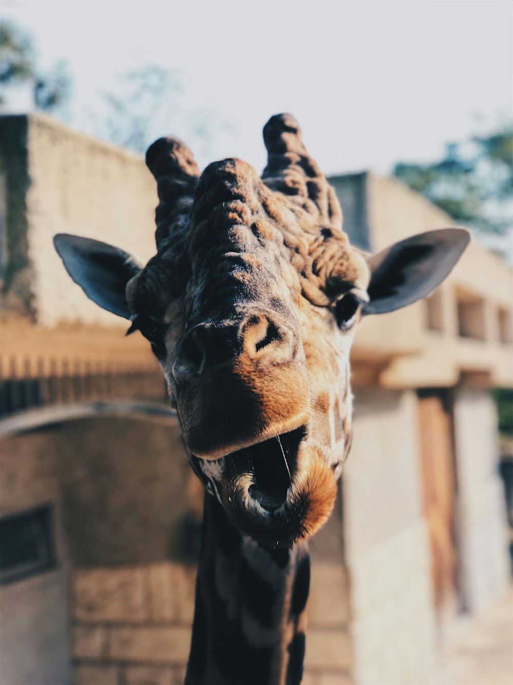 brown Giraffe face