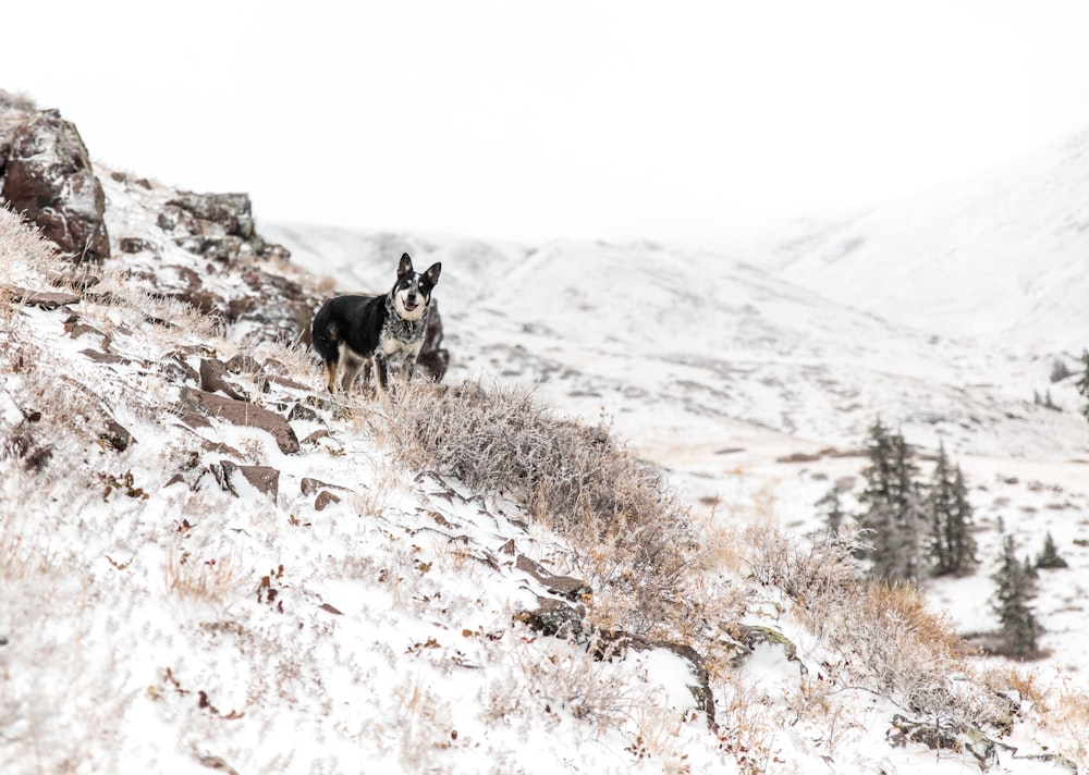 black and white dog standing on the mountain cliff