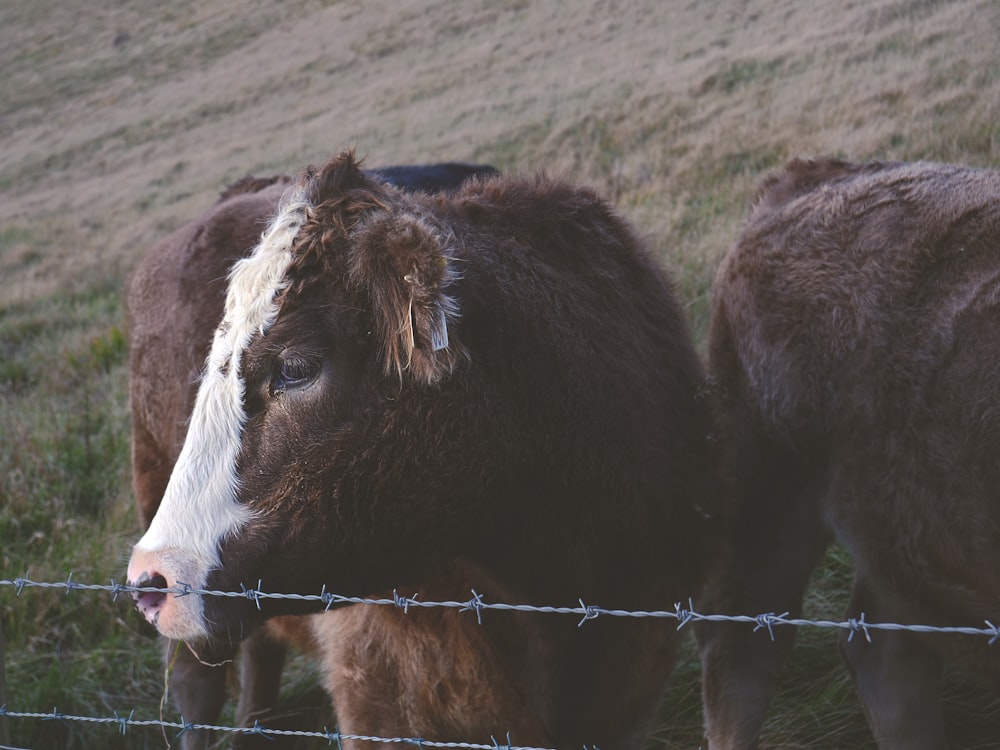 brown and white cow