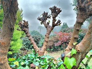 A garden scene featuring several pruned, leafless tree trunks surrounded by a variety of lush green plants. In the background, there are vibrant red and burgundy leaves creating a contrast against the greenery. A misty, overcast sky adds an atmospheric effect to the scene.
